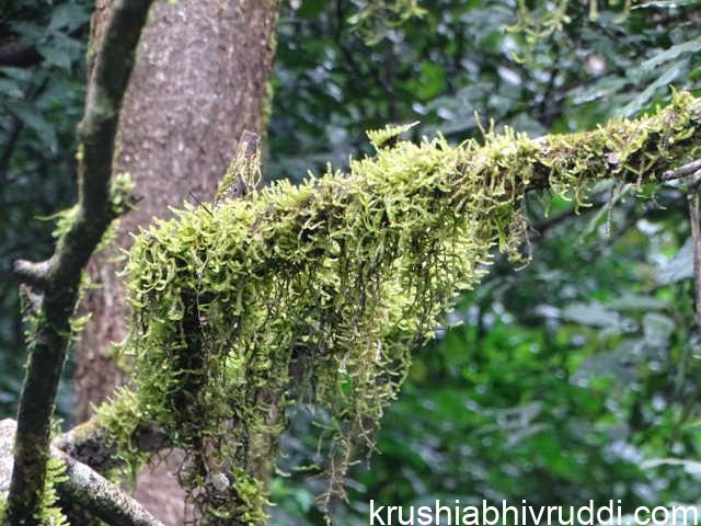 ಮರ ಹಾವಸೆ