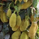 ಹಲಸಿನ ಕಾಯಿಯಾಗುವ ಕೌತುಕ