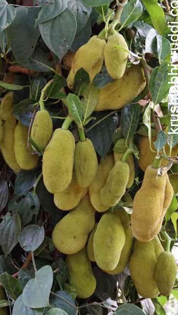 ಹಲಸಿನ ಕಾಯಿಯಾಗುವ ಕೌತುಕ