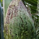 ಸಿಂಗಾರ ತಿನ್ನುವ ಹುಳ ಮುಟ್ಟಿದ ಹೂ ಗೊಂಚಲು