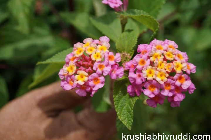 ಈ ಸಸ್ಯಗಳಲ್ಲಿ ವಿಶೇಷ ಗುಣಗಳು ಇವೆ. ಸತ್ವ ಉಳ್ಳ ಲಂಟಾನ ಸಸ್ಯ