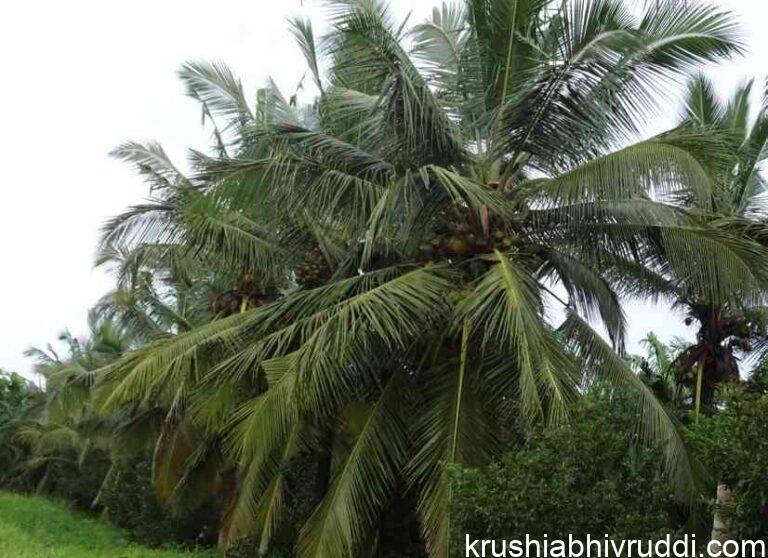 ತೆಂಗಿನ ಮರಕ್ಕೆ ನೀರು ಹೆಚ್ಚು ಕೊಟ್ಟರೆ ಉತ್ತಮ !