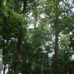 ಸಾಗುವಾನಿ ಮರಗಳಲ್ಲಿ ಅತ್ಯಧಿಕ ಎಲೆಗಳು