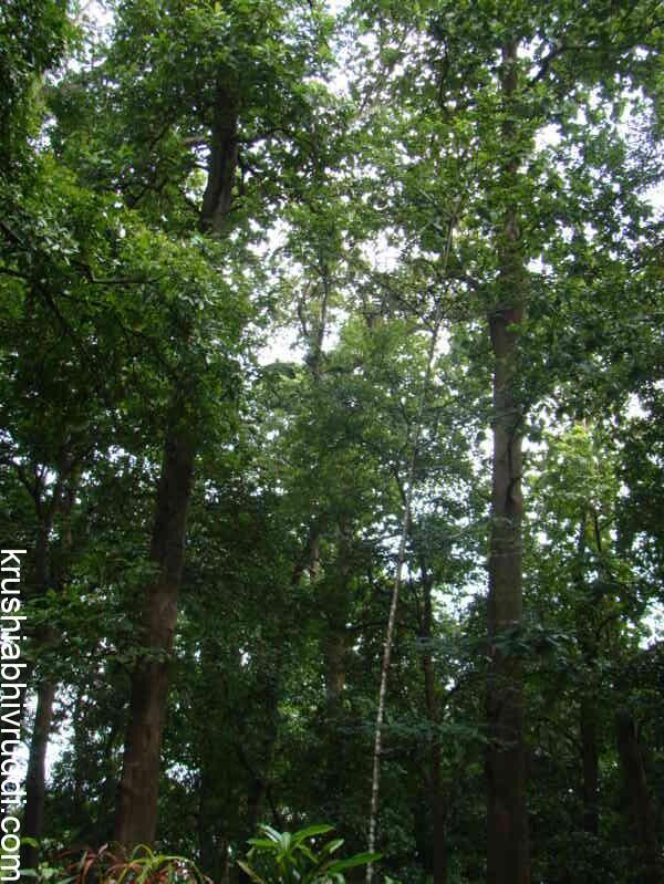 ಸಾಗುವಾನಿ ಮರಗಳಲ್ಲಿ ಅತ್ಯಧಿಕ ಎಲೆಗಳು