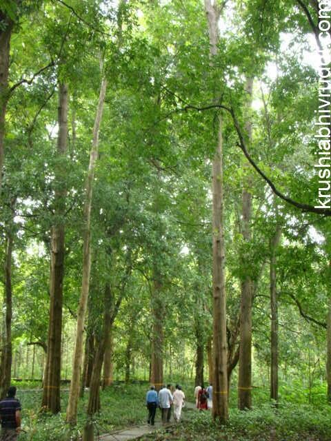ಪ್ರಪಂಚದಲ್ಲೇ ಅತೀ ಉತ್ಕೃಷ್ಟ ಸಾಗುವಾನಿ ತಳಿ