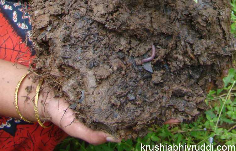 ಫಲವತ್ತಾದ ಮೇಲ್ಮಣ್ಣು