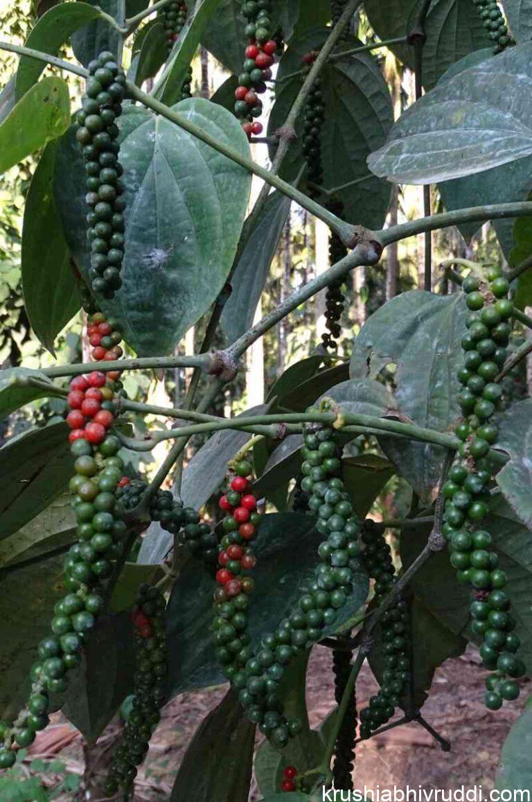 pepper raw
