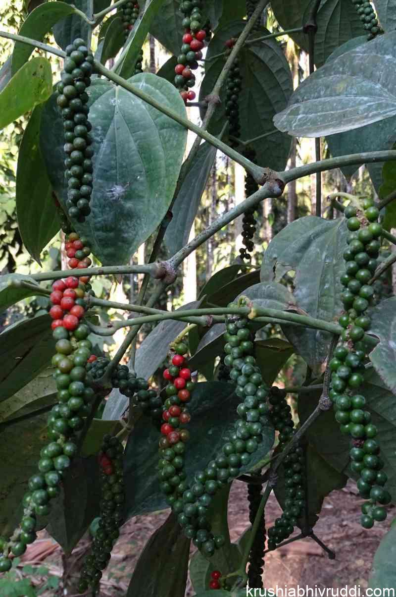 ಕರಿಮೆಣಸಿನ ಈ ವಿಶೇಷ ಗೊತ್ತೇ..?! pepper raw