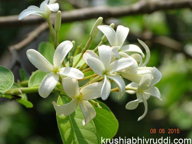 ಅಪಾರ ಔಷಧೀಯ ಹೂವು