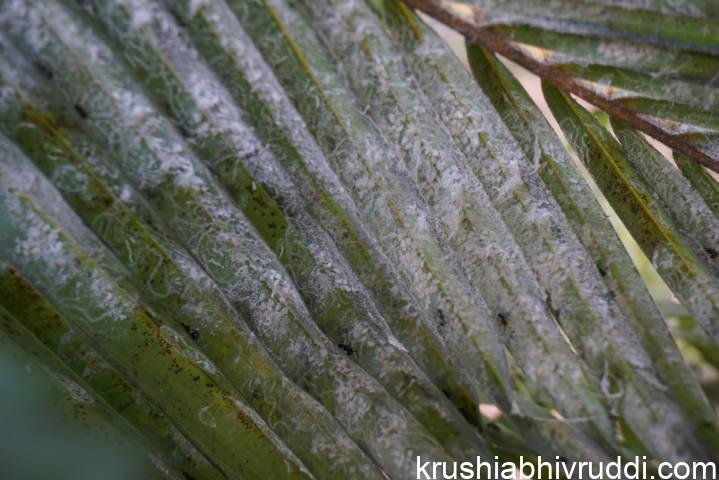 ತೆಂಗಿನ ಗರಿಯ ಕೀಟ