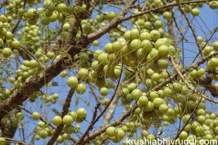 ನೆಲ್ಲಿ ಕಾಯಿ