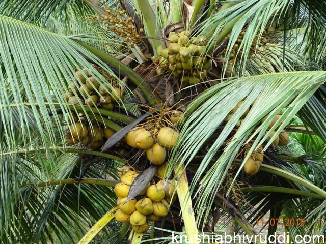 ಉತ್ತಮ ಇಳುವರಿ ಕೊಡುವ ಮರಗಳಿಂದ ಬೀಜ ಆಯ್ಕೆ ಮಾಡಬೇಕು.
