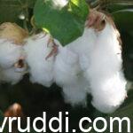 ನಾಟಿ ಹತ್ತಿ