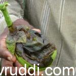 ಬದನೆಯ ಕಾಯಿ ಕೊಳೆತ