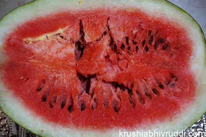 ಸಿಹಿಯಾದ ಕಲ್ಲಂಗಡಿ