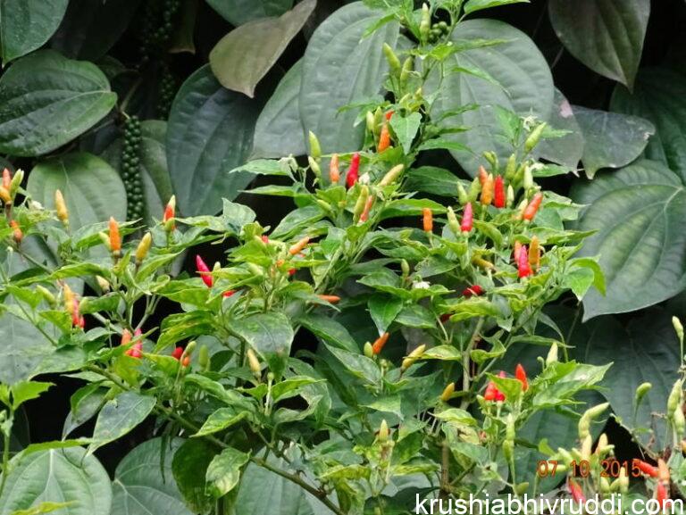 ಅಧಿಕ ಲಾಭದ ಮಿಶ್ರ ಬೆಳೆ – ಸೂಜಿ ಮೆಣಸು