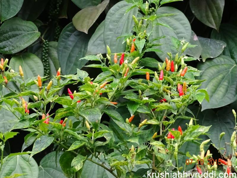 ಅಧಿಕ ಲಾಭದ ಮಿಶ್ರ ಬೆಳೆ – ಸೂಜಿ ಮೆಣಸು ಸೂಜಿ ಮೆಣಸಿನ ಇಳುವರಿ