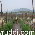 ಕೀಟನಾಶಕ ಸಿಂಪಡಿಸುತ್ತೀರಾ? ಹಾಗಾದರೆ ಸುರಕ್ಷತೆ ಬಗ್ಗೆ ತಿಳಿದುಕೊಂಡಿರಿ