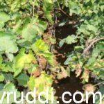 ದ್ರಾಕ್ಷಿ ಬೆಳೆಯ ರೋಗ