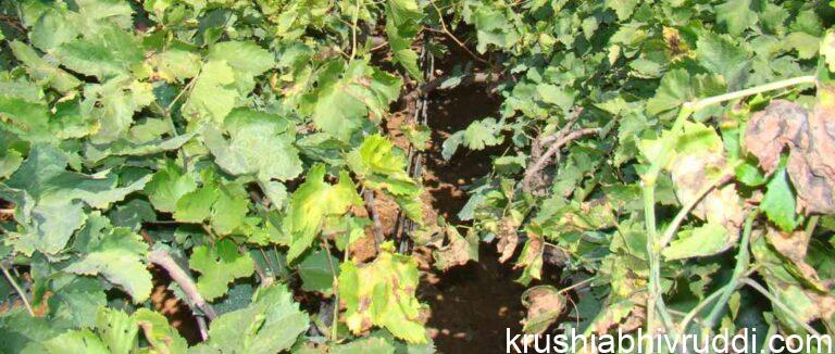 ದ್ರಾಕ್ಷಿ ಬೆಳೆಯ ರೋಗ