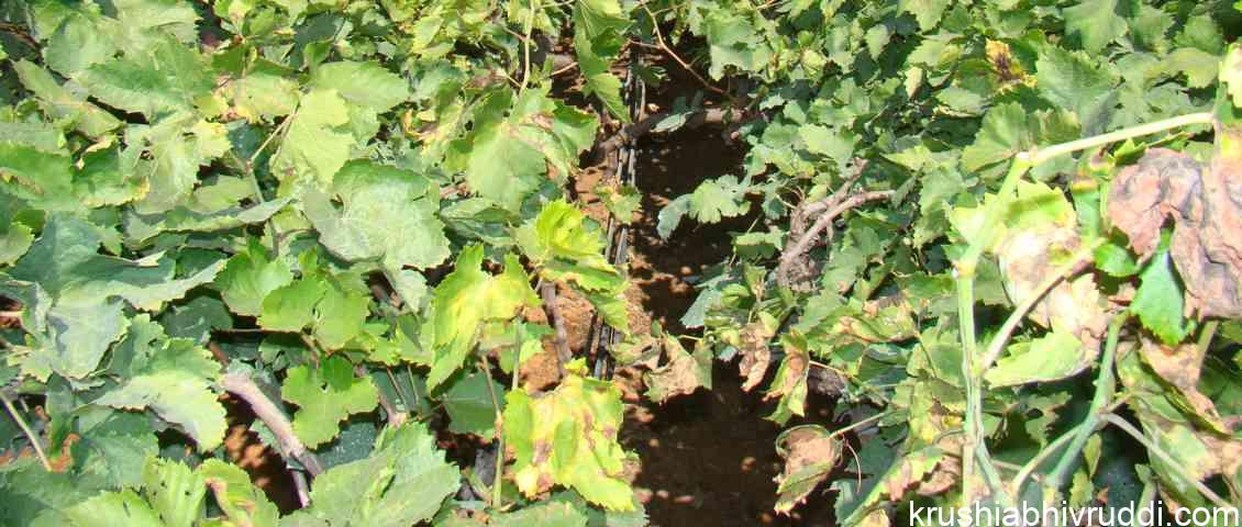 ದ್ರಾಕ್ಷಿ ಬೆಳೆಯ ರೋಗ