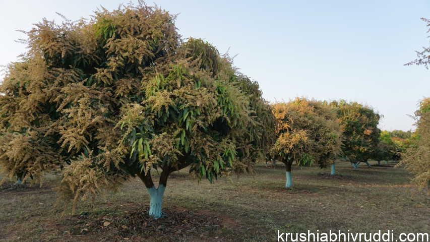 ಹೂವು ಬಿಟ್ಟ ಮಾವಿನ ಮರ