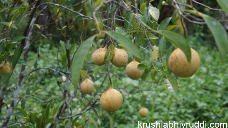 ಜಾಯಿ ಕಾಯಿ ಫಲ