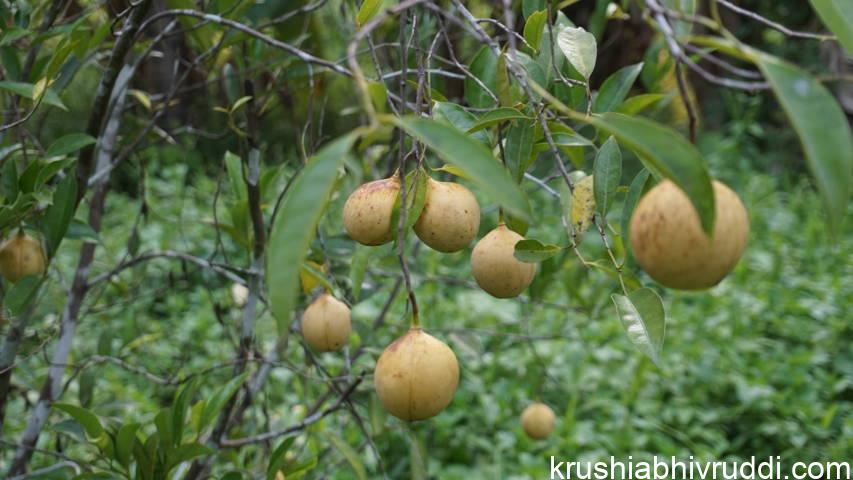 ಜಾಯಿ ಕಾಯಿ ಫಲ