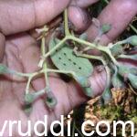 ದಾಳ್ಚಿನಿ ಮೊಗ್ಗು