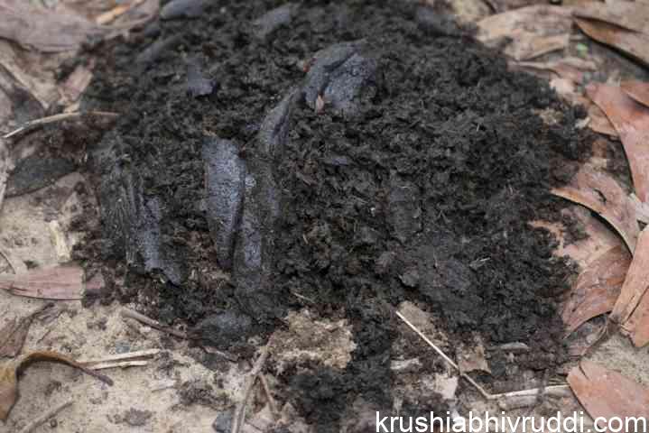 ಸಗಣಿ ಗೊಬ್ಬರ