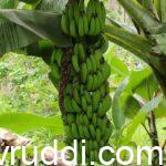 ಗಡ್ದೆಯ ಬಾಳೆ ಗೊನೆ