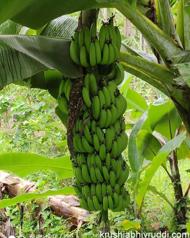 ಗಡ್ದೆಯ ಬಾಳೆ ಗೊನೆ