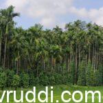 ಮೆಣಸಿನ ಬಳ್ಳಿಯ ವಿಹಂಗಮ ನೊಟ