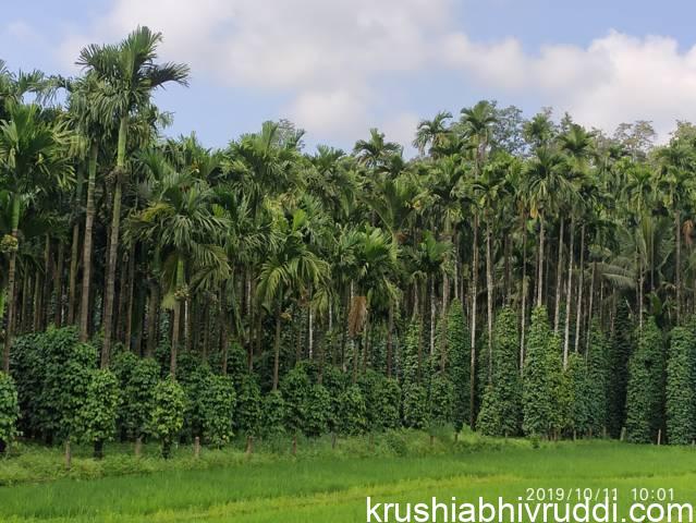 ಮೆಣಸಿನ ಬಳ್ಳಿಯ ವಿಹಂಗಮ ನೊಟ