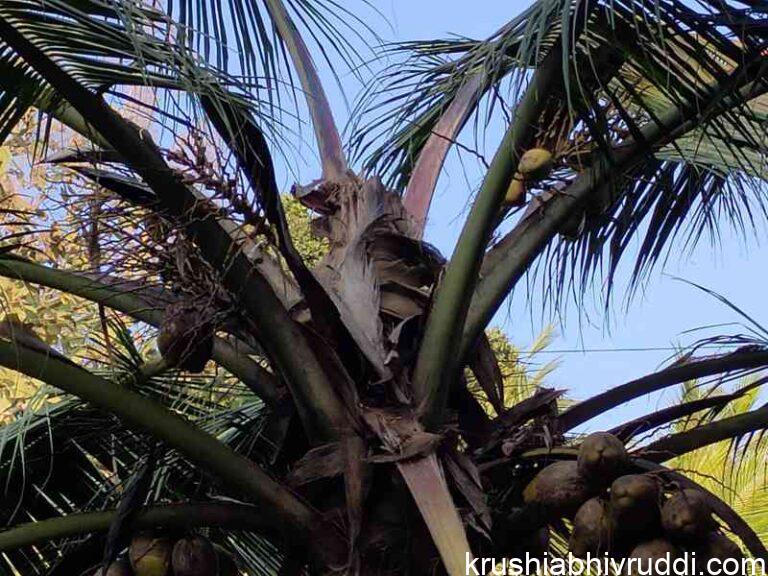 ತೆಂಗಿನ ಮರದ ಸುಳಿ ಕೊಳೆಯುವುದು ಯಾಕೆ? ಪರಿಹಾರ ಏನು?