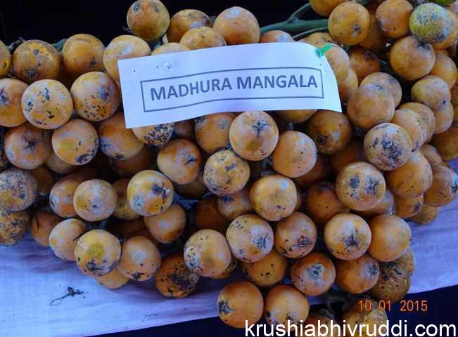 ಕೆಂಪಡಿಕೆ ಮಾಡಲು ಸೂಕ್ತವಾದ ವಿವಿಧ ತಳಿಗಳು. ಕೆಂಪಡಿಕೆ ಮಾಡಲು ಹೊಂದಿಕೆಯಾಗುವ ಹೊಸ ತಳಿ ಮಧುರ ಮಂಗಳ