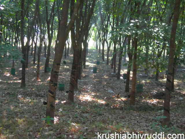 ರಬ್ಬರ್ ತೋಟದಲ್ಲಿ ಜೇನು ಪೆಟ್ಟಿಗೆ