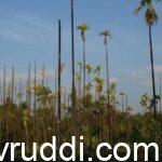 ಬೇರು ಹುಳ ಪೀಡಿತ ಅಡಿಕೆ ತೋಟ