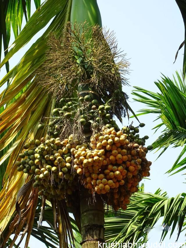 ಶತಮಂಗಳ ಅಡಿಕೆ ಮರ