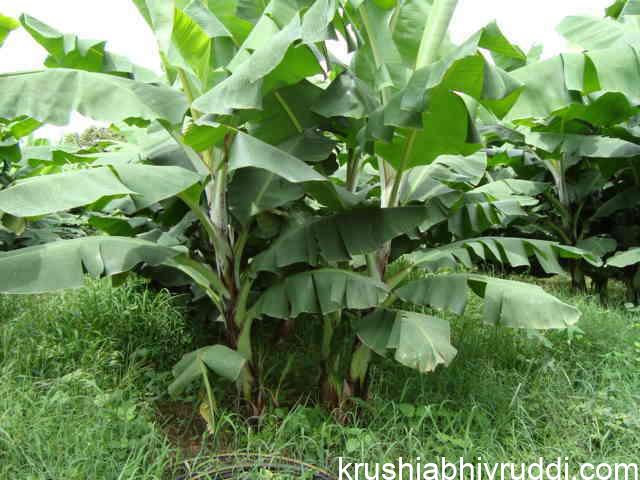 ಬಾಳೆ ಹೀಗೆ ಬೆಳೆದರೆ ಖರ್ಚು ಕಡಿಮೆ