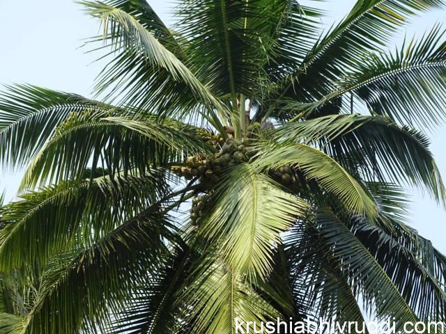 ಉತ್ತಮ ಇಳುವರಿಯ ತೆಂಗಿನ ಮರ