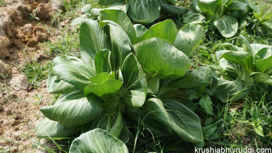 lettuce