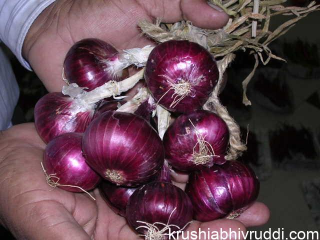 ಈರುಳ್ಳಿ