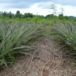 ಸಾವಯವ ವಿಧಾನದ ಕಳೆ ನಿಯಂತ್ರಣ