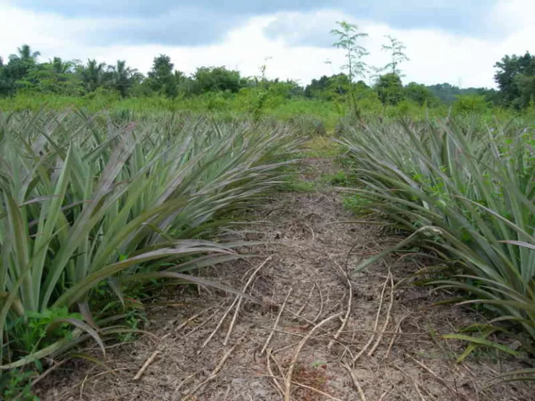 ಸಾವಯವ ವಿಧಾನದ ಕಳೆ ನಿಯಂತ್ರಣ