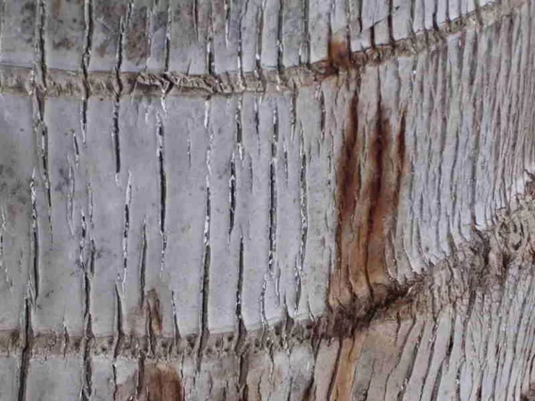 ತೆಂಗಿನ ಕಾಂಡದಲ್ಲಿ ರಕ್ತ ಸೋರುವುದೇಕೆ?