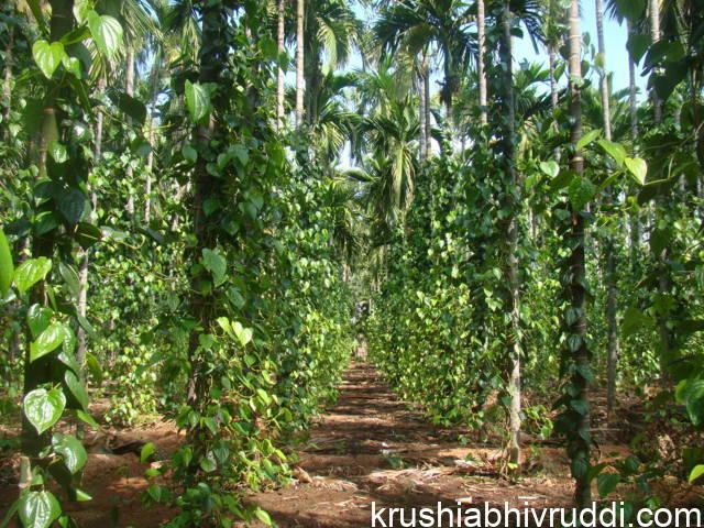 ಅಡಿಕೆ ಮರದಲ್ಲಿ ವೀಳ್ಯದೆಲೆ ಮಿಶ್ರ ಬೆಳೆ