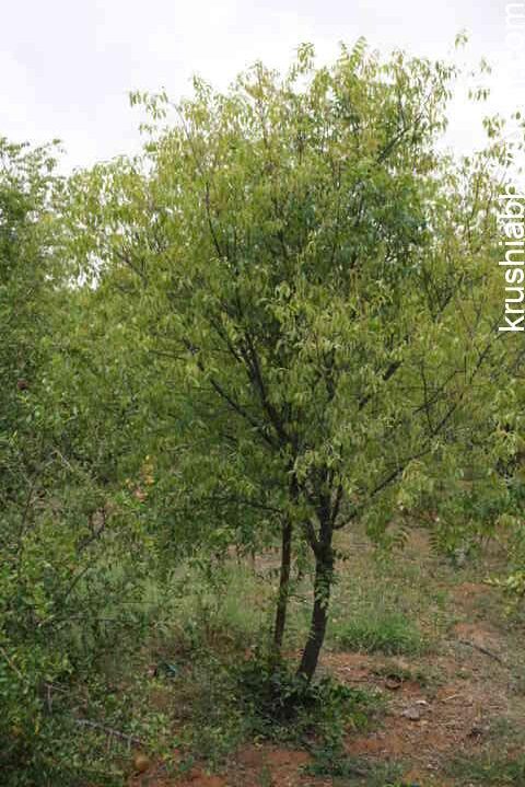 ನೆಟ್ಟು ಬೆಳೆಸಿದ ಶ್ರೀಗಂಧ