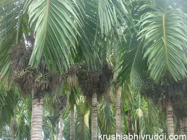 ಎಲೆ ಮತ್ತು ಹೂಗೊಂಚಲಿಗೆ ಸಿಂಪರಣೆ ಮಾಡಿಡ ಅಡಿಕೆ