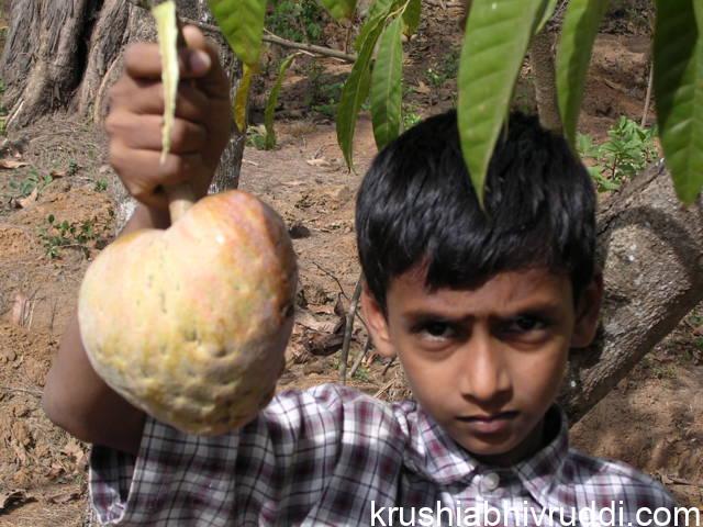 ಸ್ಥಳೀಯ ರಾಮ ಫಲ ಹಣ್ಣು